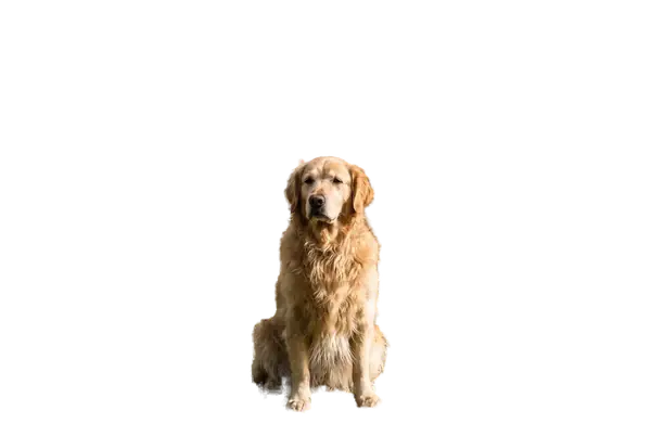 Remove Background with AI on Lumageni — after