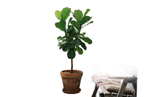 Remove Background with AI on Lumageni — after